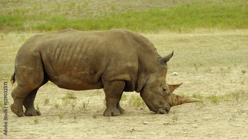 Southern White Rhinoceros standing in dry grassland Southern White Rhinoceros standing in dry grassland