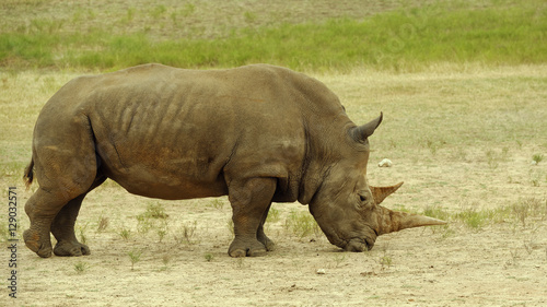 Southern White Rhinoceros standing in dry grassland