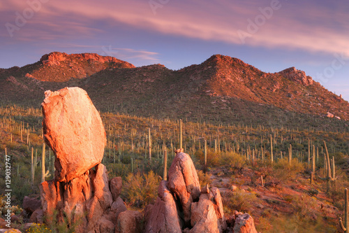 Saguaro Sunset