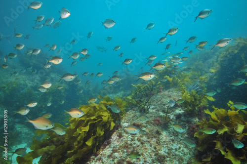 Fototapeta Naklejka Na Ścianę i Meble -  School of sweep Scorpis lineolata above rocky reef partially covered with kelp.