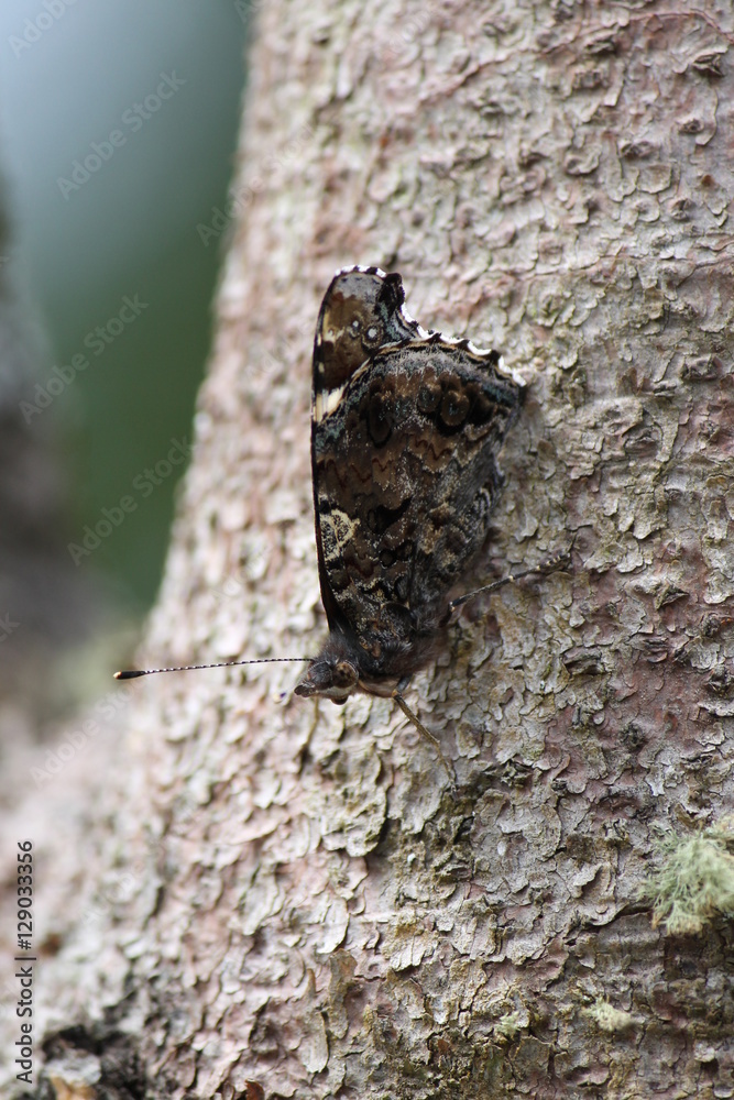 Obraz premium goat moth