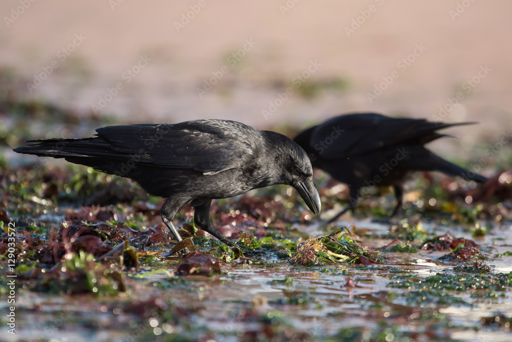 Naklejka premium Carrion Crow, Crow, Corvus Corone