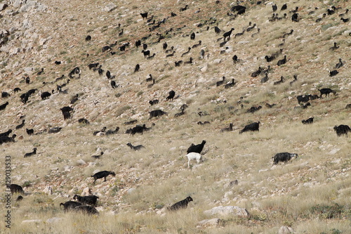 Goats on the mountain
