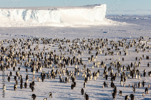 Foto Where is Waldo (the Emperor penguin)?