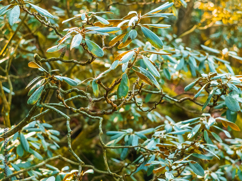 Wallpaper Mural some special leafs in sunlight Torontodigital.ca