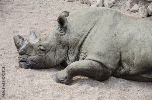  Rhinoceros of Serengeti on Zoom Biopark in Cumiana, Italy