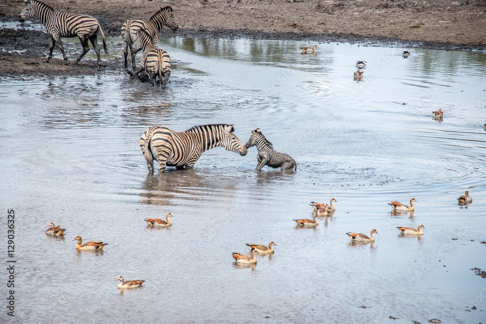 Fototapeta premium Bonding Zebra in the Kruger National Park, South Africa.