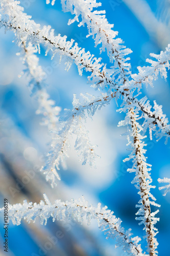 Winterzauber, Eiskristalle auf Gräsern, weiße Weihnachten, Weihnachtskarte © mahey