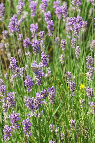 Butterfly Polyommatus Icarus (lat. Polyommatus icarus) sitting on flowers of lavender (lat. Lavandula)