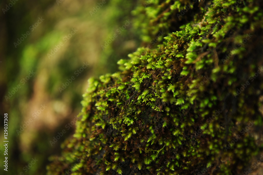 Green lichen on the wood of the tree trunk in the forest after r
