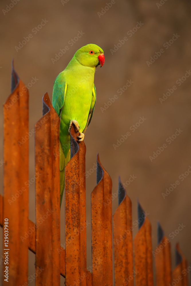 Obraz premium Rose-ringed parakeet sitting on a fence in Agra Fort, India