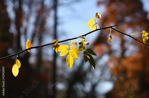 im wald am insel hombroich photo