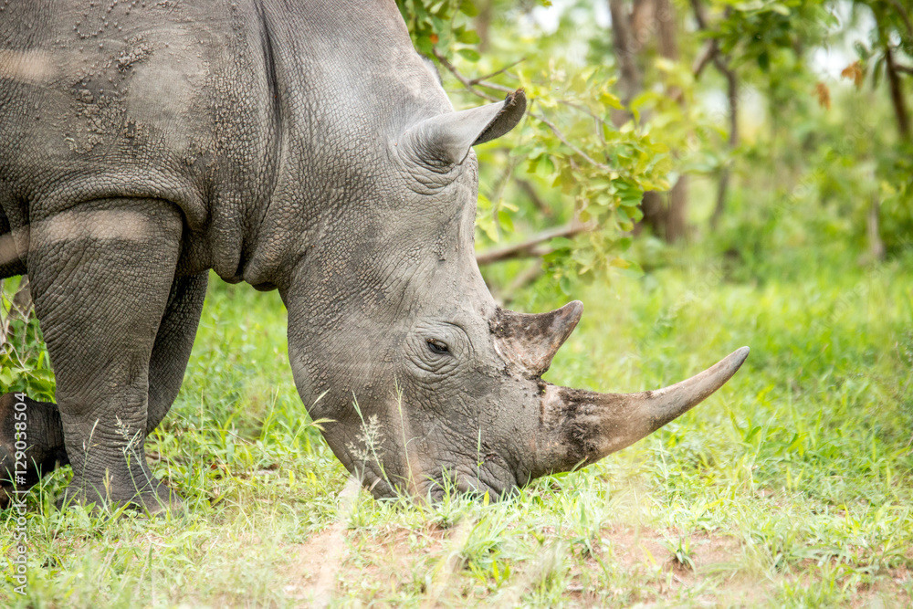 Fototapeta premium White rhino in the Kruger National Park, South Africa.