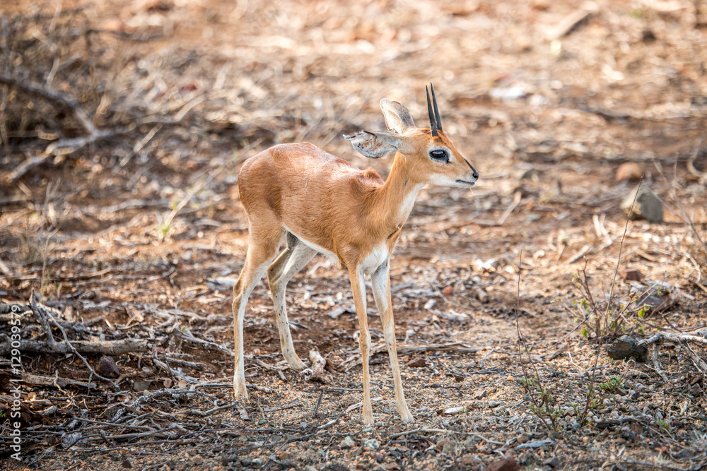 Starring Steenbok in the Kruger National Park, South Africa.
