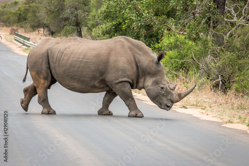 White Rhino crossing the road in the Kruger National Park  South