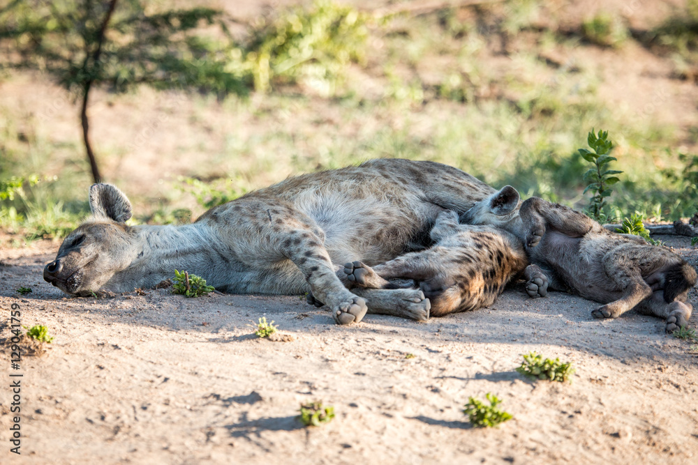 Obraz premium Bonding Spotted hyena in the Kruger National Park, South Africa.