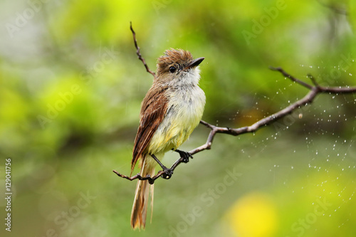 Tableau sur toile Galapagos flycatcher on Santiago Island, Galapagos National Park