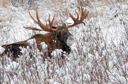 Bull Moose