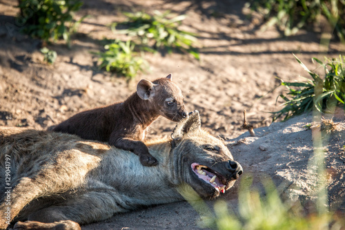 Bonding Spotted hyena in the Kruger National Park  South Africa.