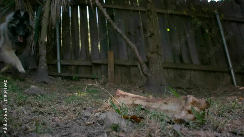 A silver shepherd dog grabs a big bone in slow motion. A silver shepherd dog grabs a big bone in slow motion.