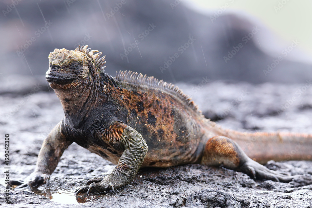 Naklejka premium Marine iguana on Santiago Island, Galapagos National Park, Ecuad