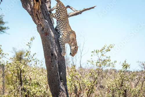 Jumping Leopard in the Kruger National Park, South Africa.