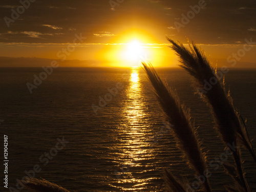 Sunrise Over the Sea with the Silhouette of Reeds