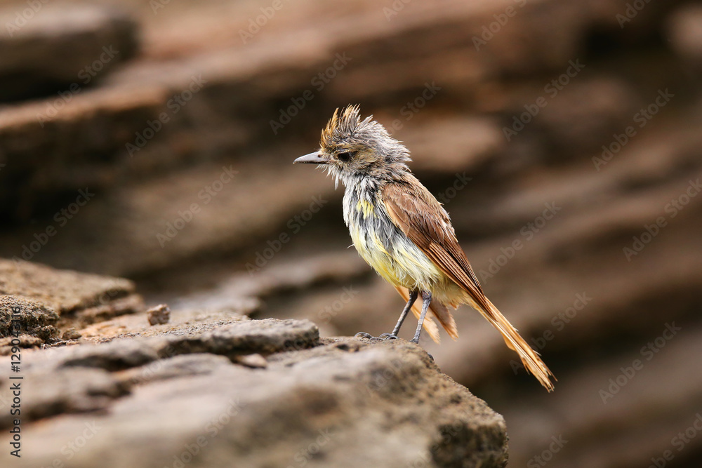 Fototapeta premium Galapagos flycatcher on Santiago Island, Galapagos National Park