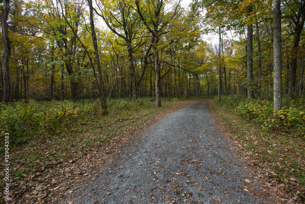Fototapeta premium Gravel Road Through Yellow Forest