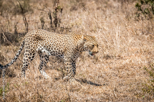 Walking Leopard in the Kruger National Park  South Africa.