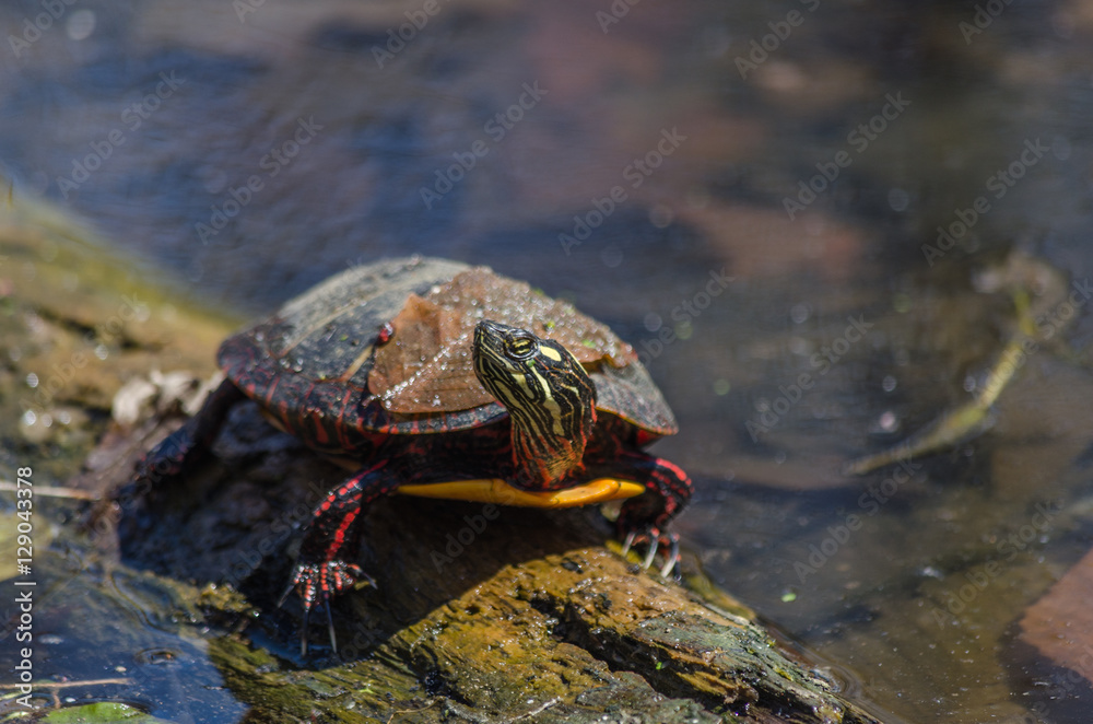 Obraz premium Turtle