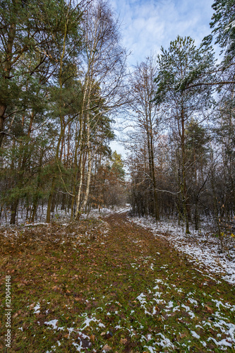 forest covered in light snow in winter © lakkot
