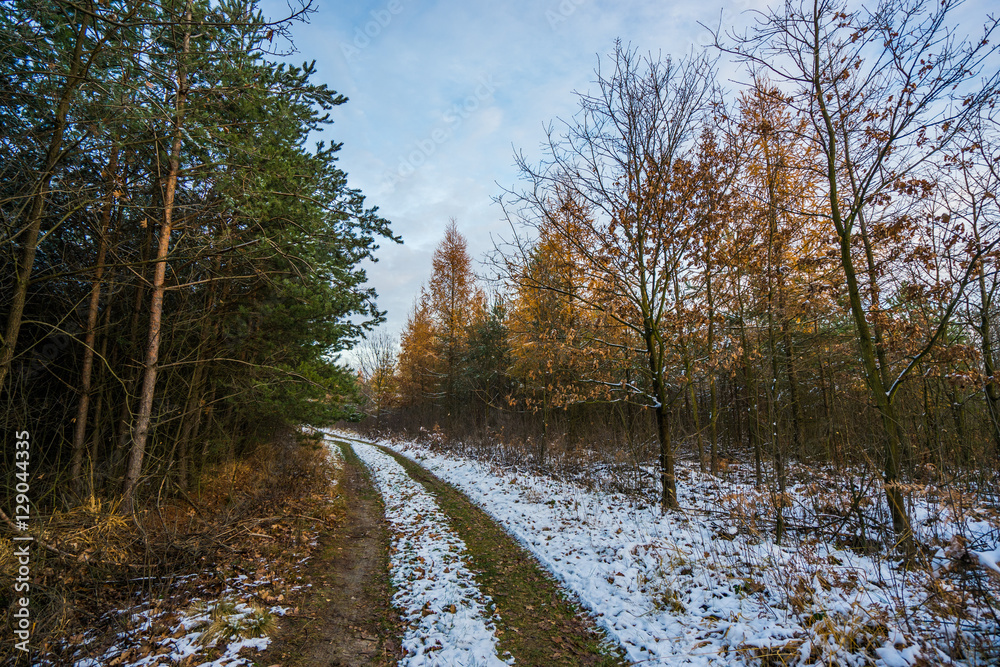 forest covered in light snow in winter forest covered in light snow in winter