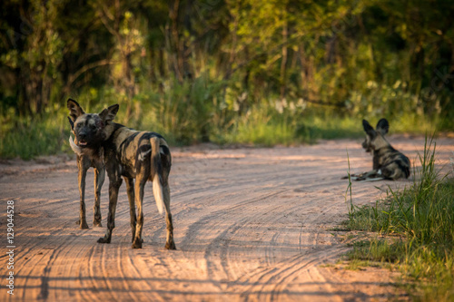 Resting African wild dogs in the Kruger National Park, South Afr