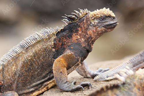 Marine iguana on Santiago Island  Galapagos National Park  Ecuad