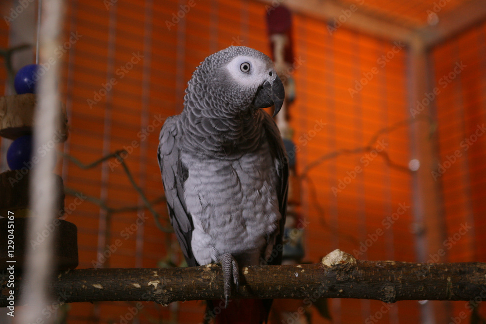 Obraz premium Big grey parrot in the cage