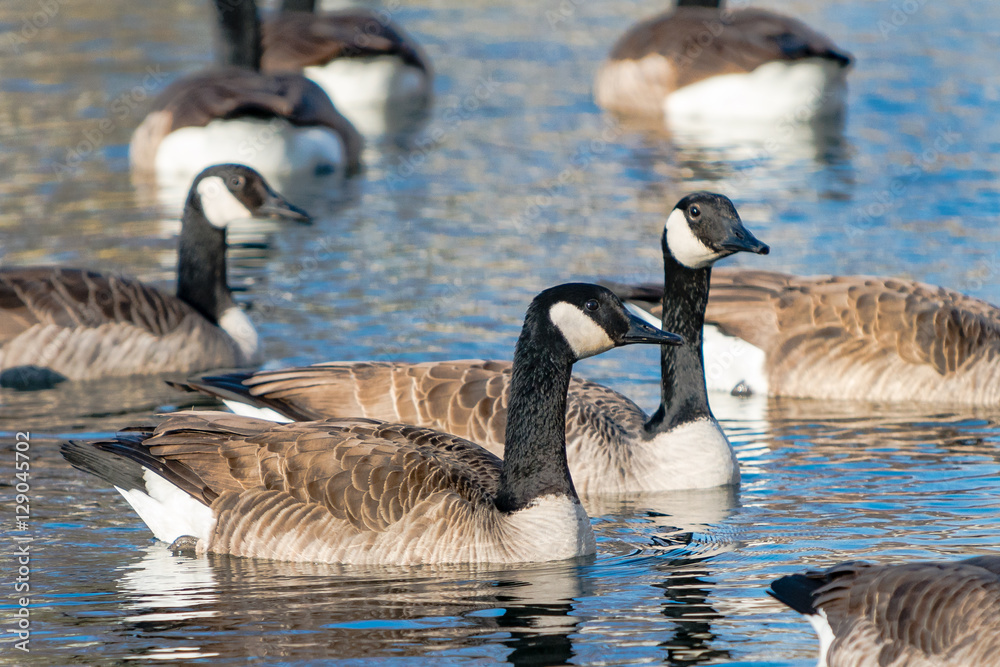 Fototapeta premium Canadian Geese