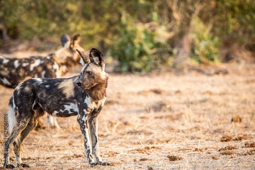 Side profile of an African wild dog in the Kruger National Park,