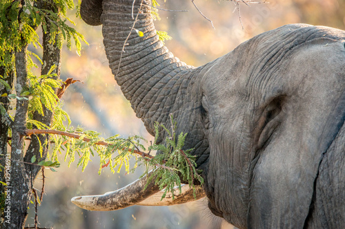 Eating Elephant in the Kruger National Park, South Africa.