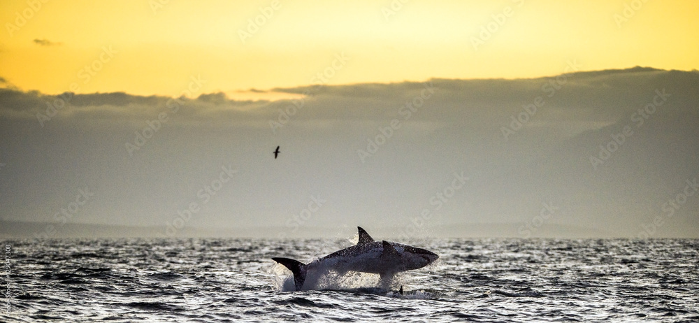 Great White Shark (Carcharodon carcharias) breaching in an attac