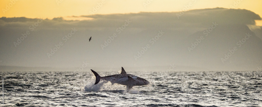 Fototapeta premium Great White Shark (Carcharodon carcharias) breaching in an attac
