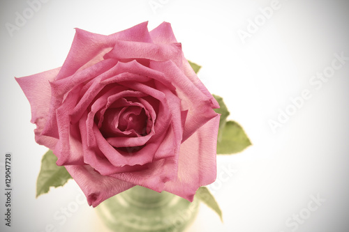 Beautiful bouquet of roses in vintage vase on background