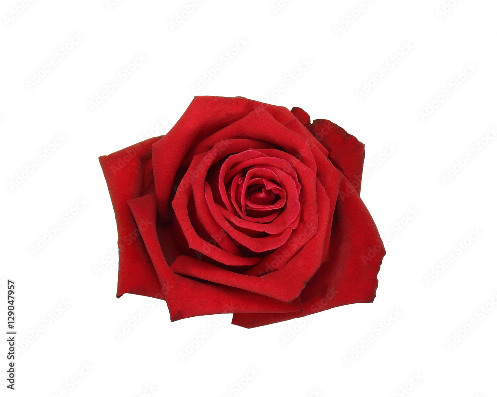 Natural red rose isolated on white background