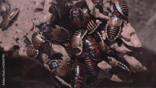 Colony of blaberoidea cockroaches over a stone, 4k. photo