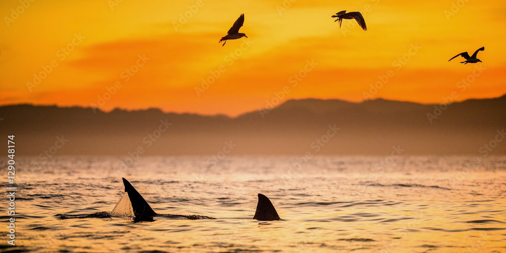 Obraz premium Fins of a white shark and Seagulls eat oddments from prey of a Great white shark (Carcharodon carcharias), Red sunrise on the sky at early morning,