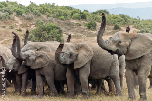 Elephants greeting the rain photo