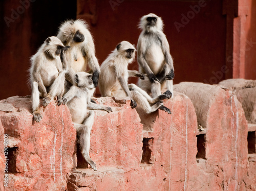 Gray langurs; Semnopithecus entellus