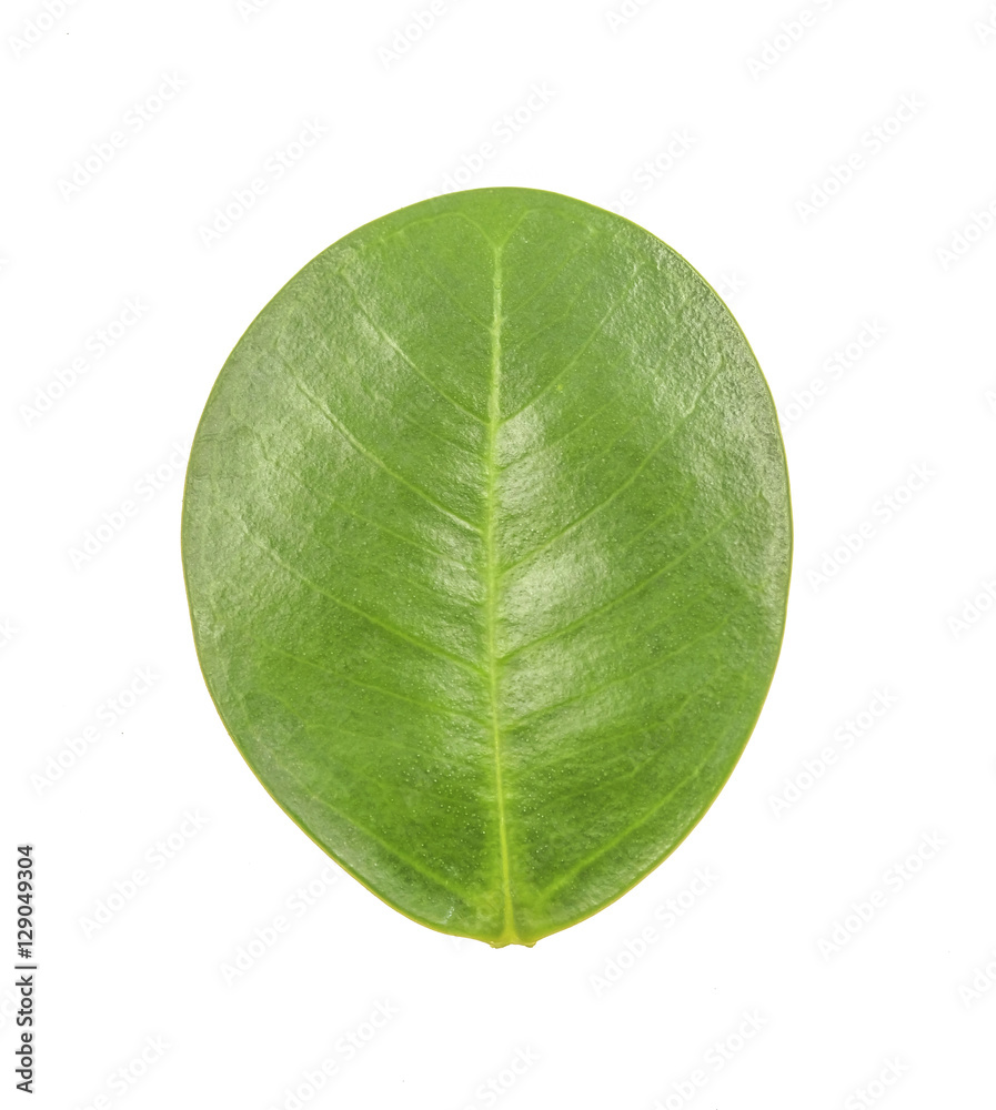 Obraz premium green leaf on white background