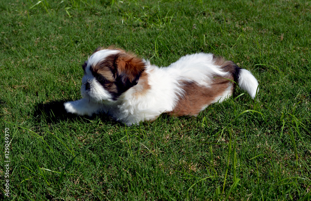 Party Shih Tzu in grass/Purebred Shih Tzu puppy laying in grass Party Shih Tzu in grass/Purebred Shih Tzu puppy laying in grass