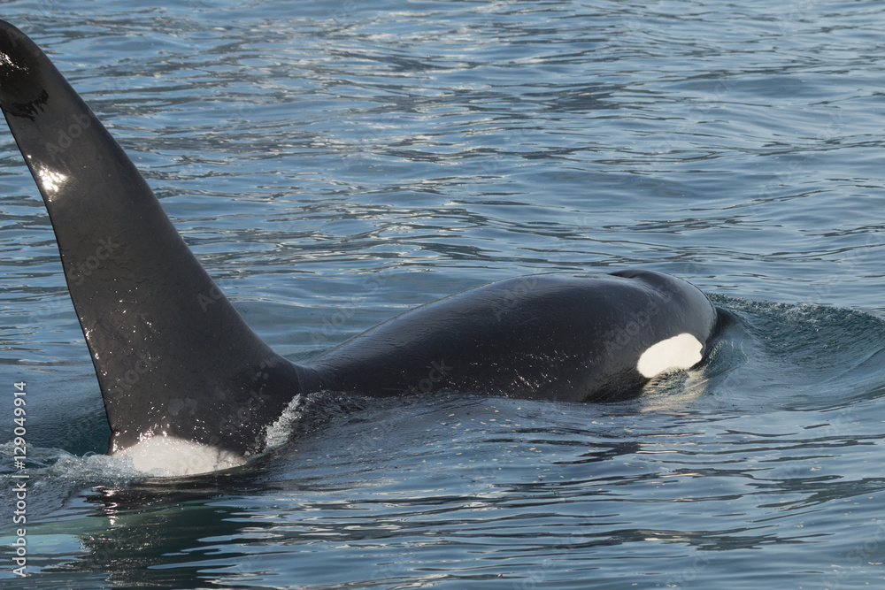 Fototapeta premium Close encounter with a large male orca swimming under our boat i